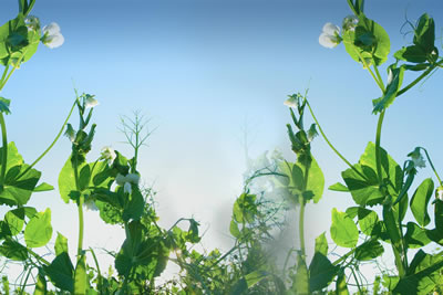 New Research from Northern Pulse Set to Empower Pulse Growers